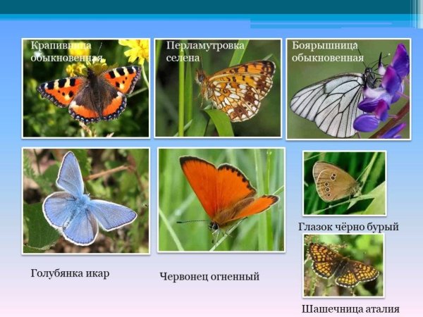 Виды бабочек и их названия