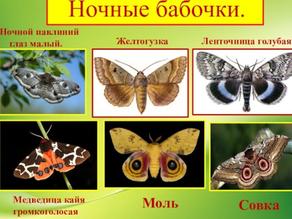 Ночные бабочки представители
