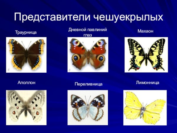 Махаон траурница