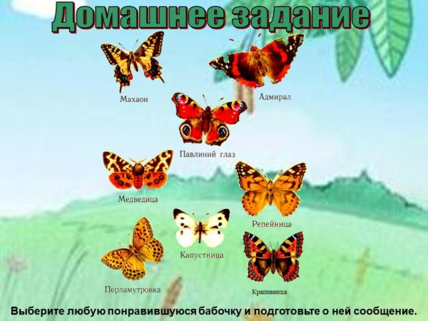 Бабочки окружающий мир