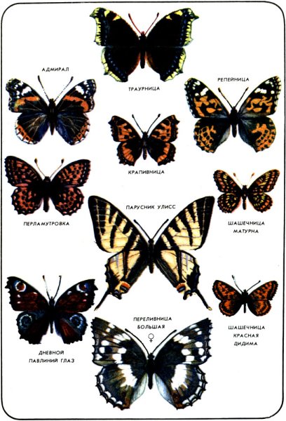 Крапивница траурница