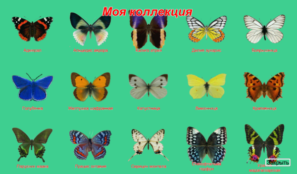 Название бабочек