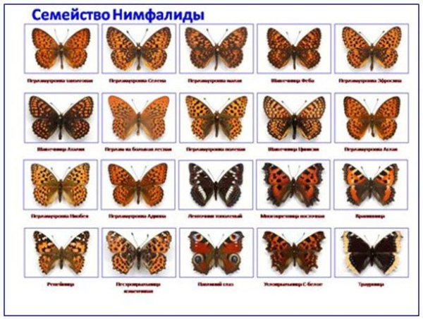 Бабочки средней полосы определитель