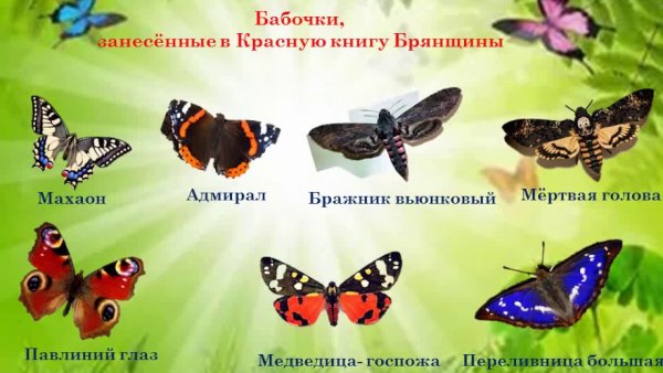 Бабочки занесенные в красную книгу