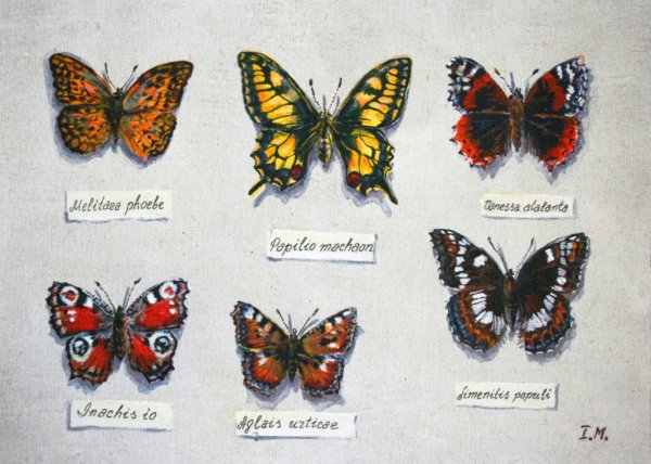 Название бабочек