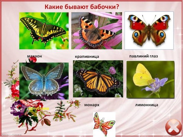 Адмирал лимонница траурница павлиний глаз крапивница