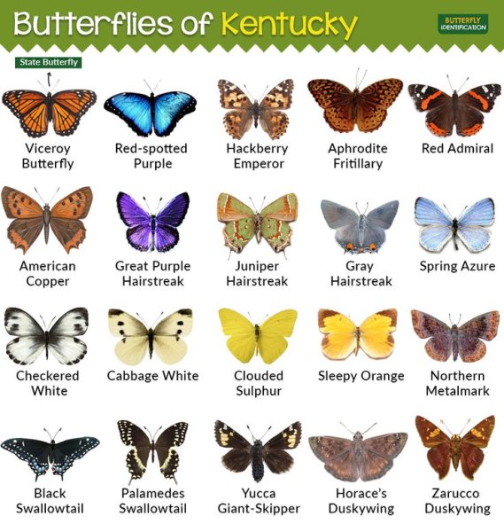 Разновидности бабочек