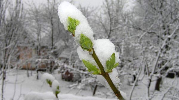 Снегопад весной