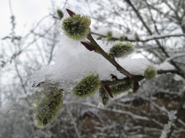 Весенних снов