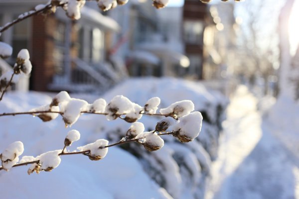 Заснеженная веточка