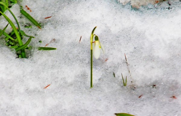 Подснежники апрель снег
