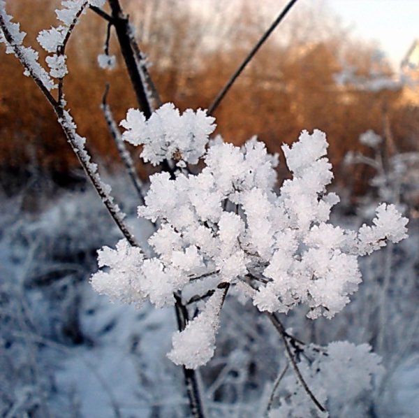 Зимний букет снежный