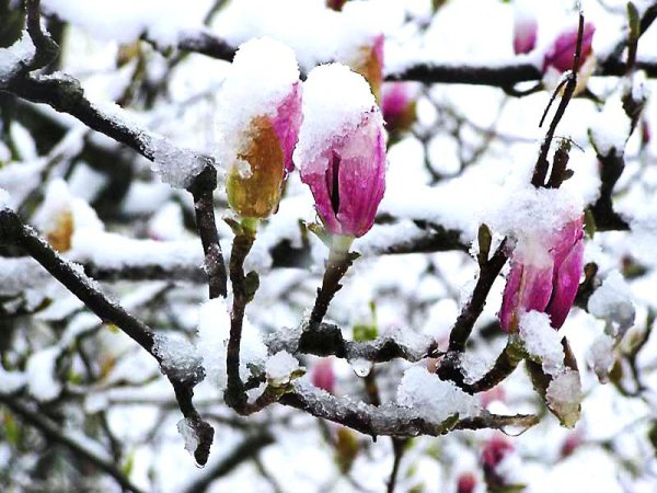 Снег в апреле