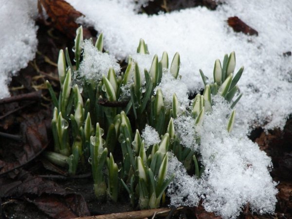 Подснежники эдельвейсы