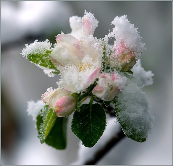 Снег в апреле