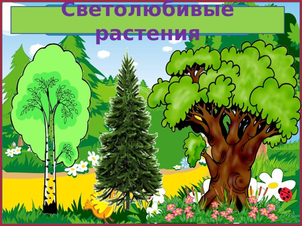 Окружающий мир