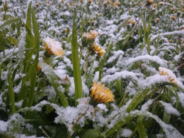 Одуванчик в снегу