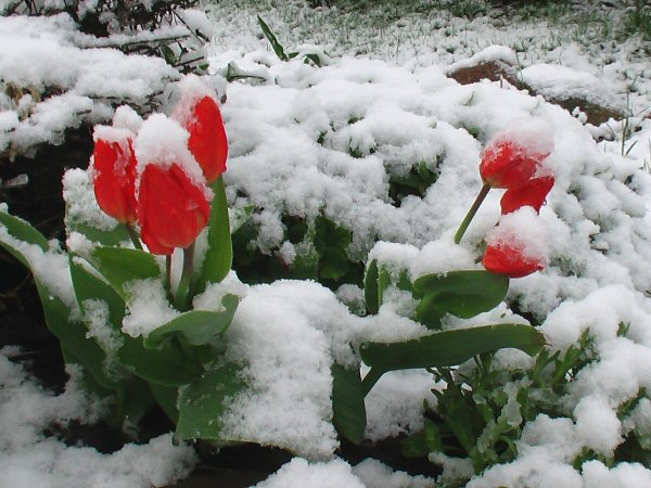 Саженцы под снегом