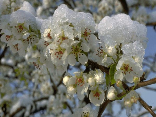 Цветущие деревья в снегу