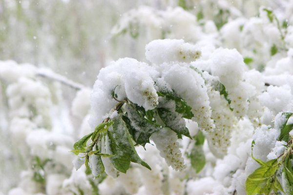 Черемуховый снег