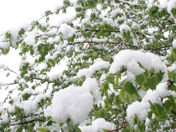 Снежный май