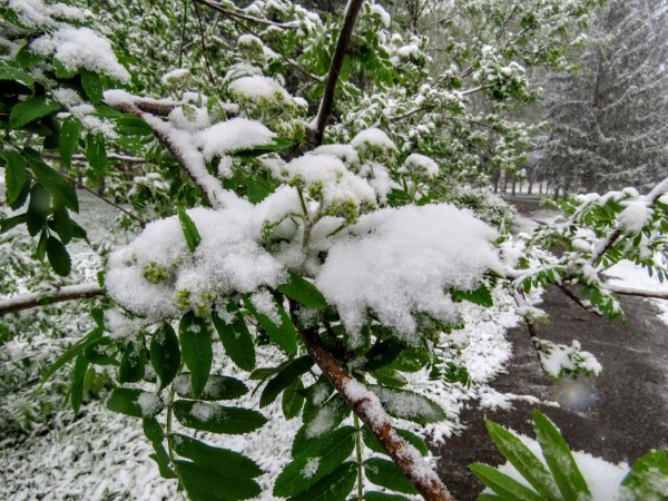 Май Весна снег