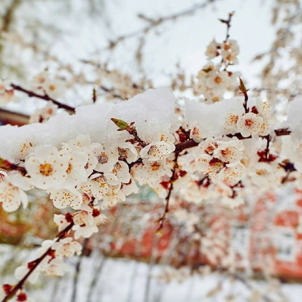Снег в апреле