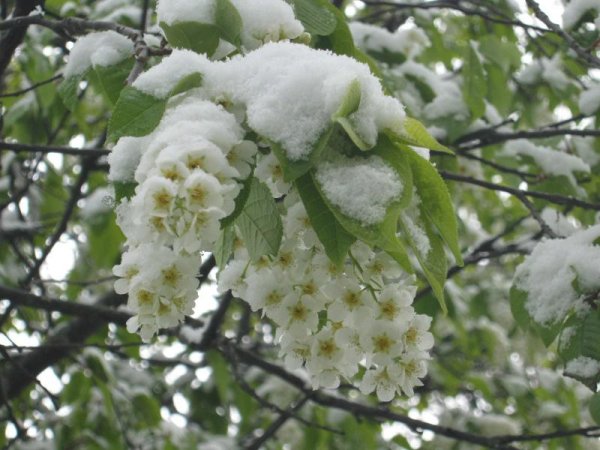 Снежный май