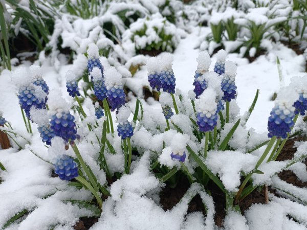 Снег в мае 2022