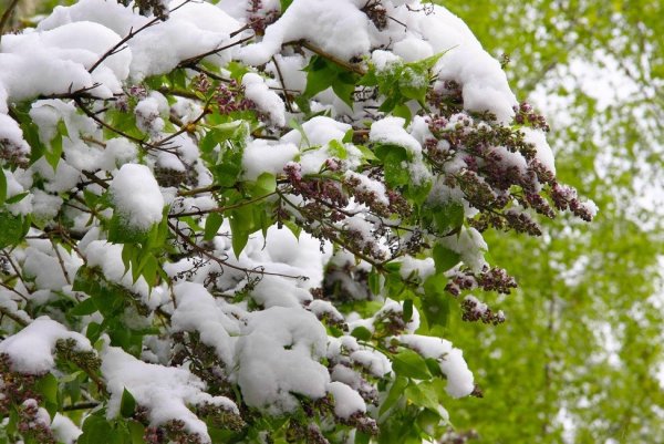 Сирень под снегом