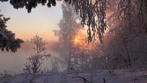 Морозное утро в лесу
