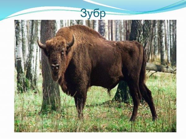 Три зубра