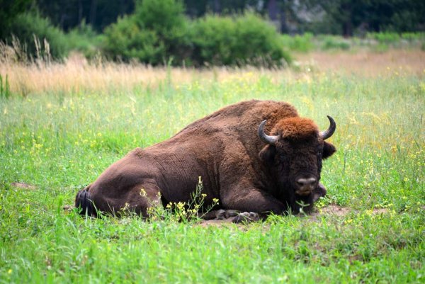 ЗУБР Bison bonasus l