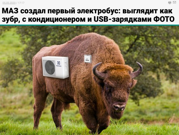 Заповедник в Брянской области с зубрами