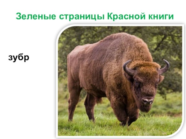 Животные из красной книги ЗУБР