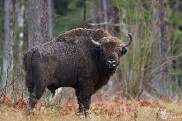 Bison bonasus bonasus