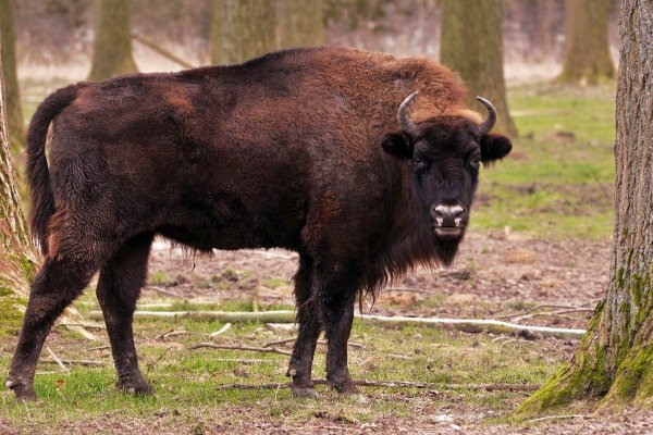ЗУБР Bison bonasus