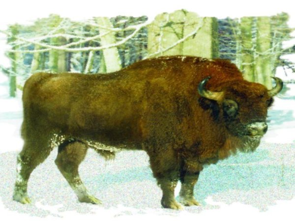 Европейский ЗУБР красная книга