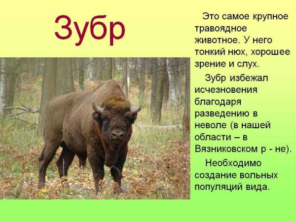 Животные красной книги России ЗУБР