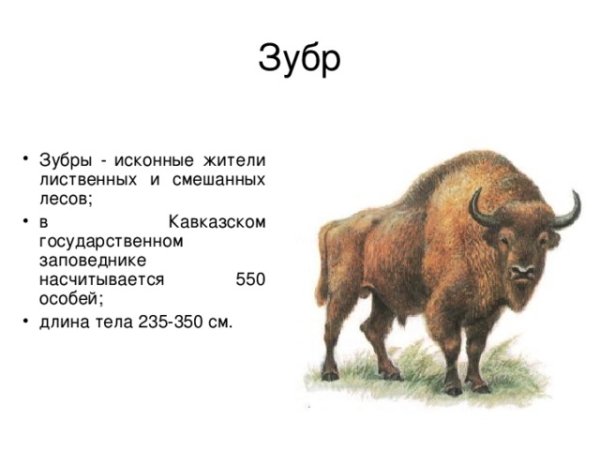 Красная книга России ЗУБР