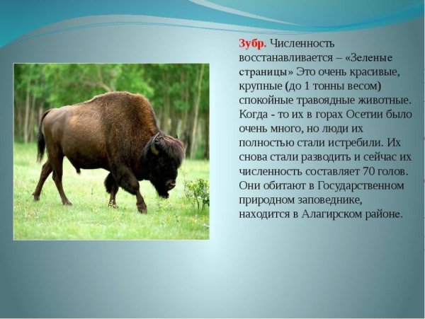 Красная книга Северной Осетии ЗУБР