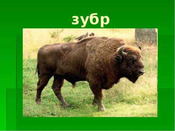 ЗУБР красная книга
