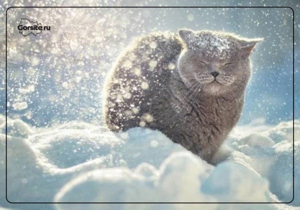 Доброе утро зимнее прикольное