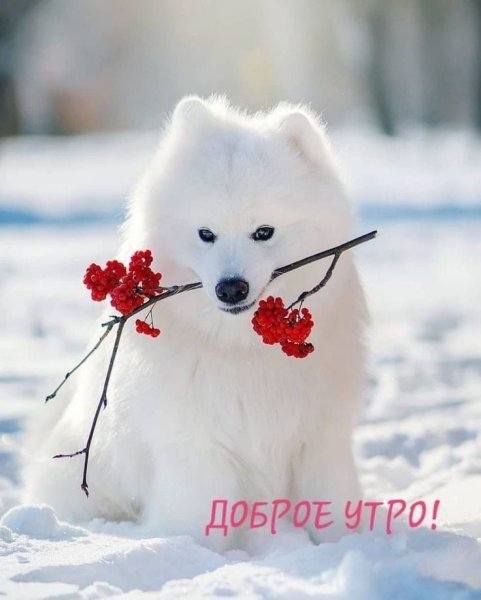 Доброе утро зима жиалтные