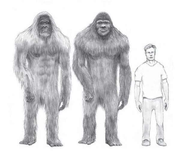 Существует ли етти снежный человек