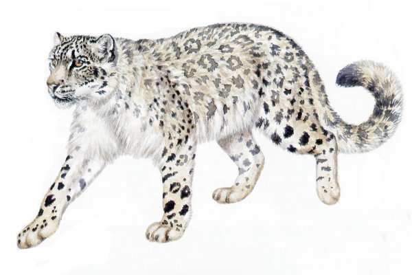 Снежный Барс для детей