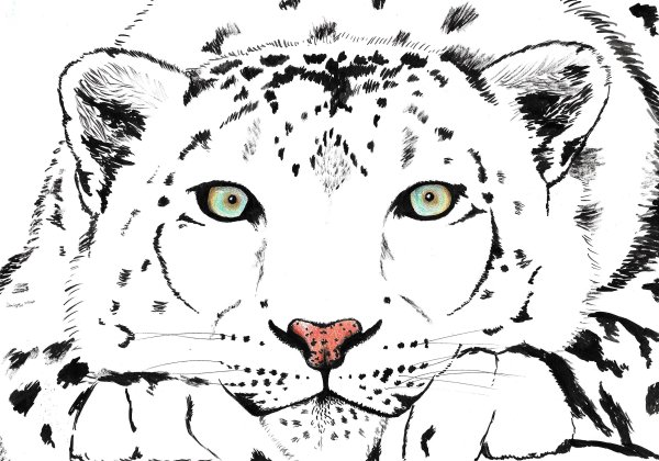 Снежный Барс для разукрашивания