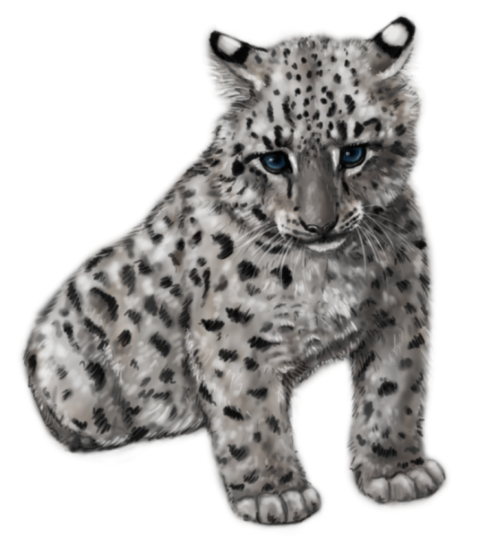 Ирбис на белом фоне