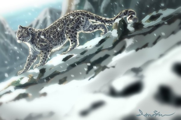 Снежный Барс боец