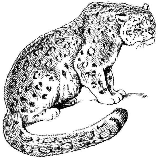 Барс раскраска